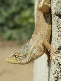 Close-up of lizard on rock