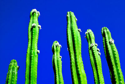 Low angle view of cactus against clear blue sky during sunny day