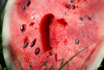 Close-up of a fresh watermelon