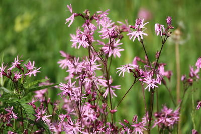 Close-up of pink flowering plant