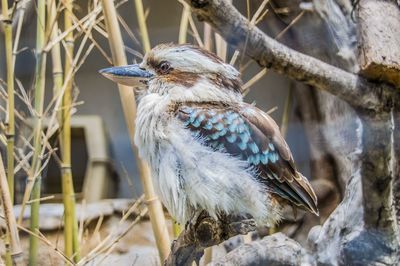 Close-up of bird perching on branch