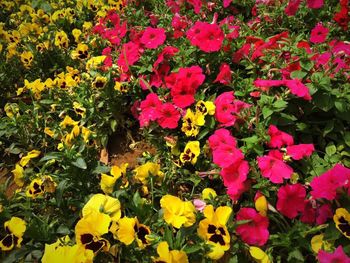 Close-up of pink flowers blooming in field
