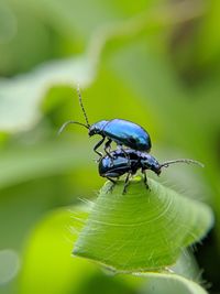 Close-up of insect on plant