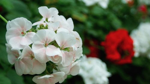 Close-up of white cherry blossom plant