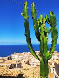 Plant by sea against clear blue sky