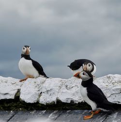 Puffins on white wall . 