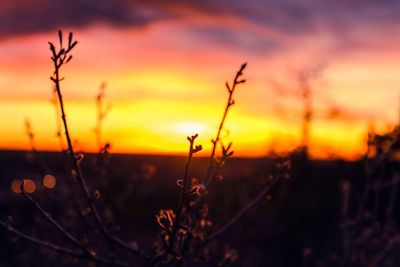 Silhouette plants growing on field against sky during sunset