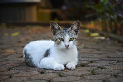 Portrait of cat sitting on footpath