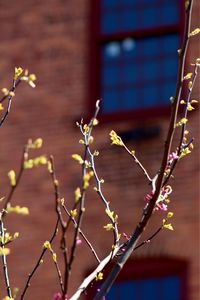 Close-up of plant against white background