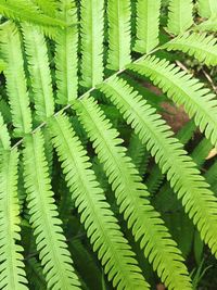 Detail shot of fern