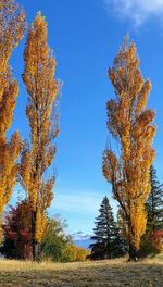 Trees on field against blue sky during autumn