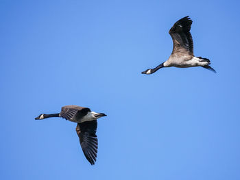 Low angle view of seagulls flying against clear blue sky