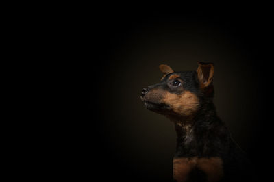 Close-up of dog against black background