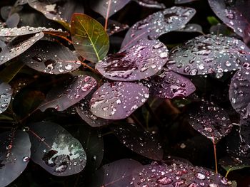 Rain on the leaves series