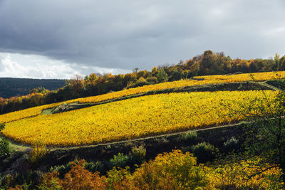 Yellow vineyards growing on field against sky. scenic view of autumn vineyard. 