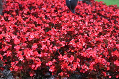 High angle view of pink flowering plants