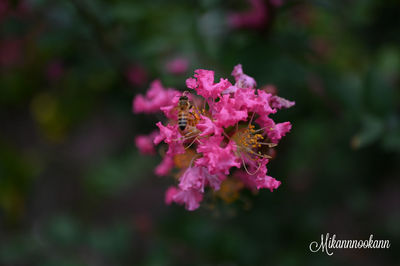 flowering plant