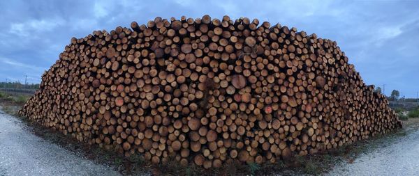 Stack of logs in forest against sky