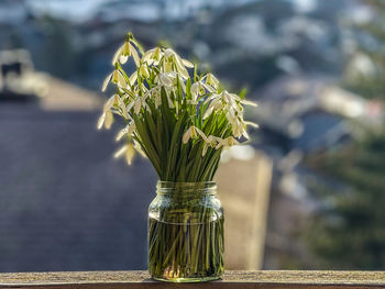 Close-up of snowdrops in a vase on table