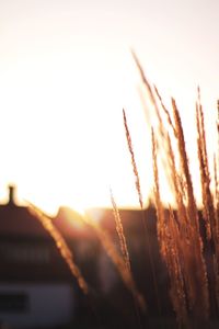 Close-up of fresh plants against sky during sunset