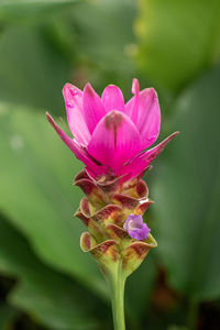 Close-up of pink flowering plant