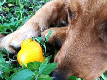 Close-up of puppy