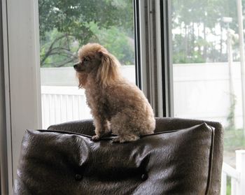 Dog looking away while sitting on window at home