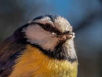 Close-up of a bluetit eating ground almond