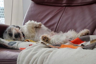 Chilling dog on a sofa