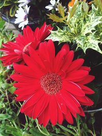 Close-up of red flower blooming outdoors