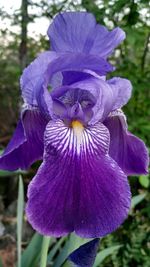 Close-up of purple iris flower