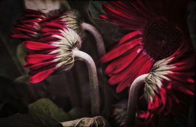 Close-up of red flowers