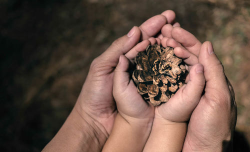 Close-up of hands holding pine cone