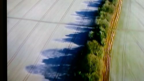 Low angle view of trees against sky