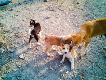 Four stray dogs