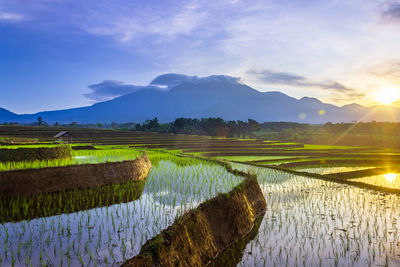 Scenic view of field against sky during sunset