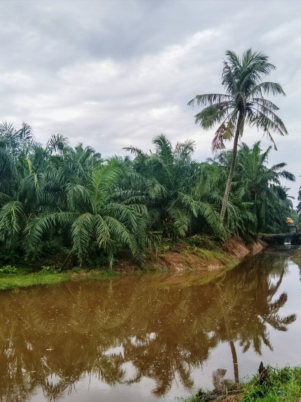 REFLECTION OF TREES IN SWIMMING POOL AGAINST SKY