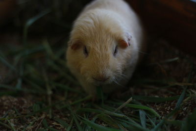 Close-up of a rabbit in field