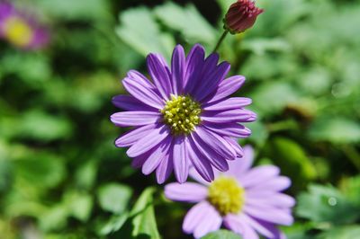 Close-up of purple flower blooming outdoors