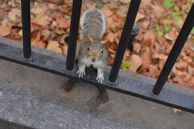 High angle view of cat
