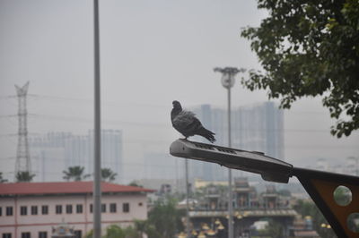 Bird perching on a city