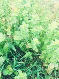 Full frame shot of plants growing on field