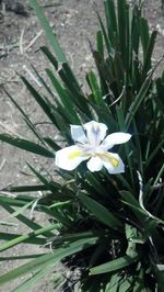 Close-up of white flowers blooming outdoors