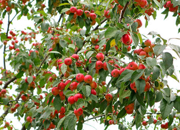 Low angle view of red berries on tree