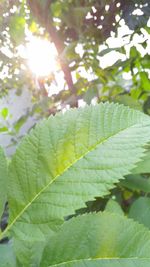 Close-up of leaves