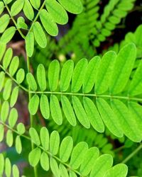 Close-up of green leaves