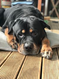 Close-up portrait of a dog resting