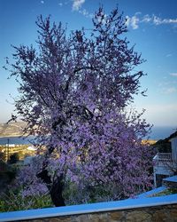 Flowers growing on tree