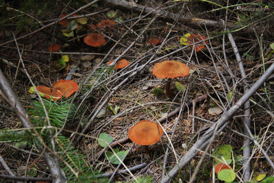 Close-up of fresh orange tree