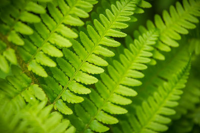 A beautiful close up of fern leaves
